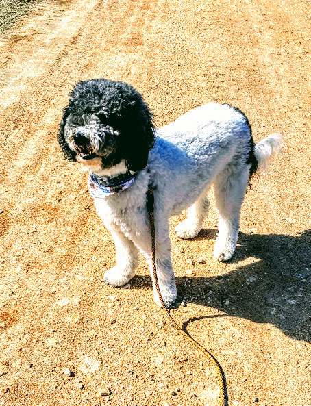 daisy-2.jpg