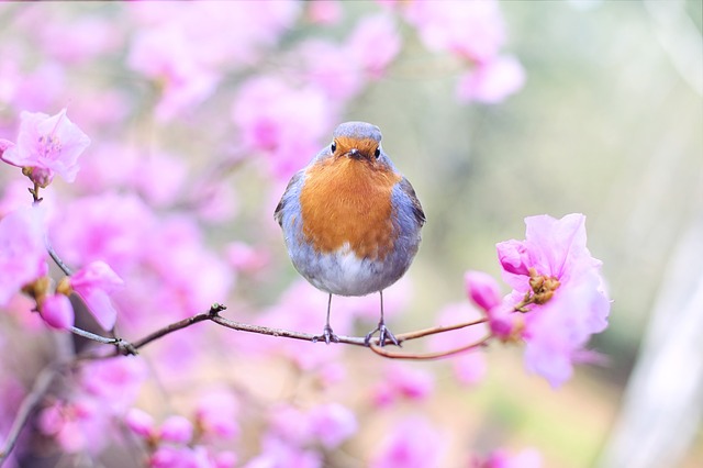 spring-bird-2295436_640.jpg