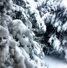 febsnow1.JPG