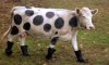 Top-10-Funny-Animals-Wearing-wellies-7.jpg