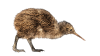 kiwi.png