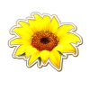 djp332_tlp-xchange_Sunflower.png