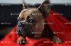 french-bulldog-4530685_1920_InPixio resize.jpg french-bulldog-4530685_1920_InPixio resize.jpg