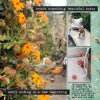 Carlsbad California Dreaming.jpg