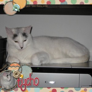 Tycho