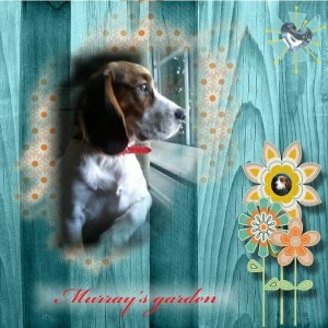 Murray's garden