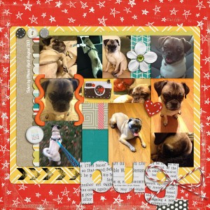 Pug Mugs 1