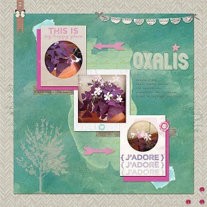 Oxalis