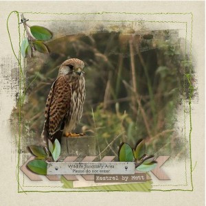 Matt's Kestrel