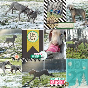 dog park pics