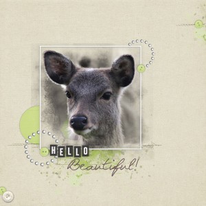 Sika deer