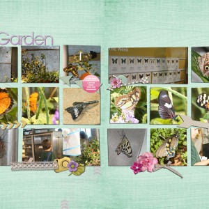 Butterfly Garden