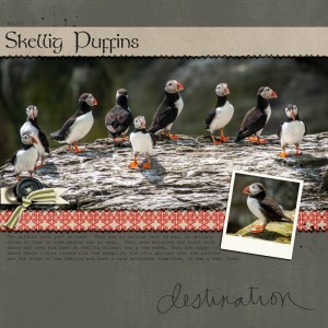 Skellig Puffins