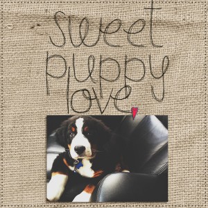 Sweet Puppy Love