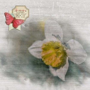 Dafodil