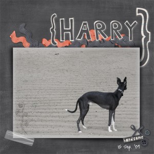 Harry at the Beach