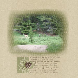 deer in meadow