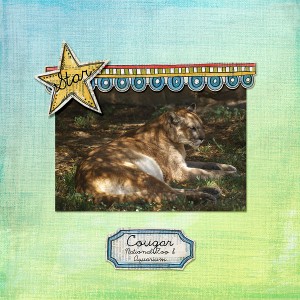 Cougar