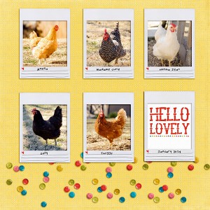 lovely chickies
