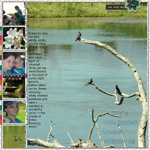 Bird Sanctuary