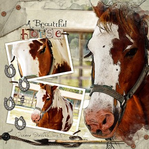 A Beautiful Horse