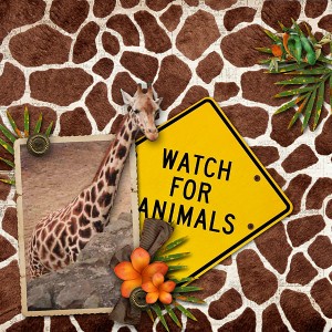 At the Zoo