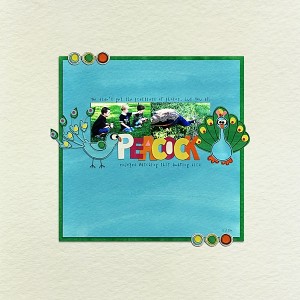 Peacock