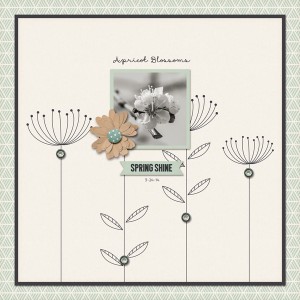 Apricot Blossoms