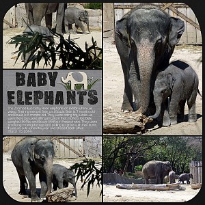 Baby Elephants