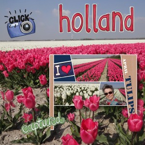 Tulips in Holland