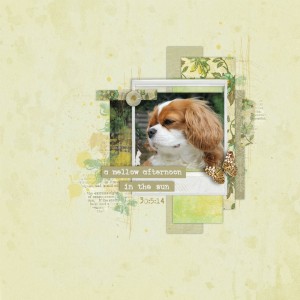 Mellow Poppy