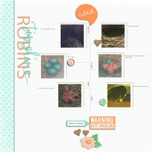 Robins Timeline