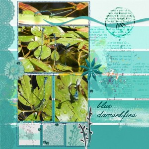 damselflies