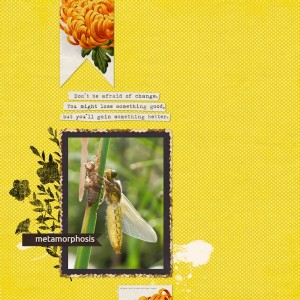 Metamorphosis
