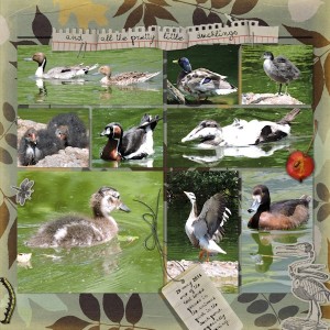 ducks