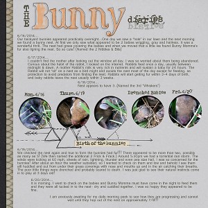 The Bunny Diaries