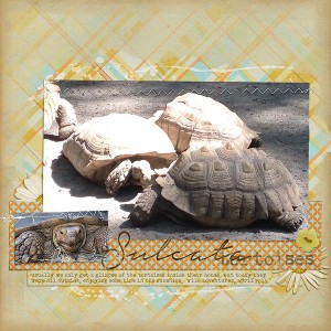 Sulcata Tortoises
