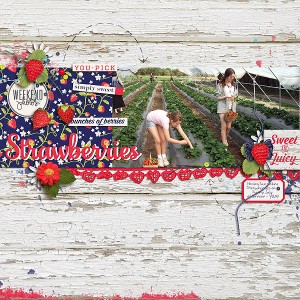 Strawberry Picking