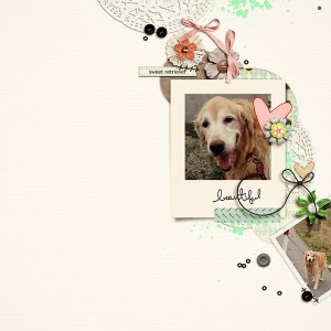 Sweet Retriever
