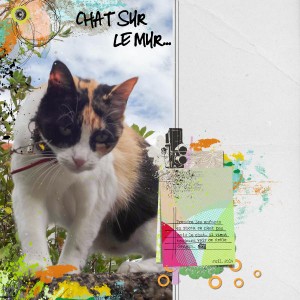 Chat sur le mur