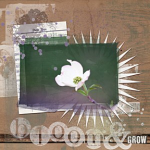 bloom and grow