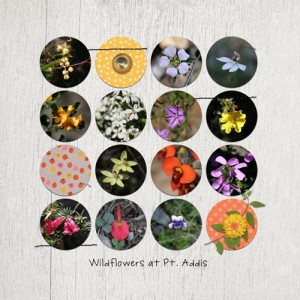 Wildflowers at Pt Addis