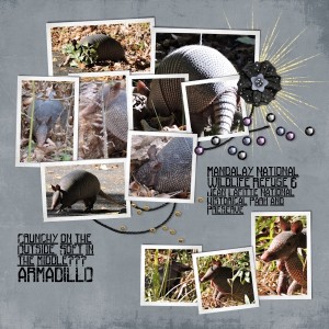 Armadillo