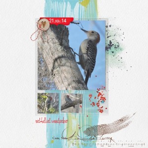 woodpecker