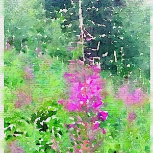 Fireweed (MOC Day 3)