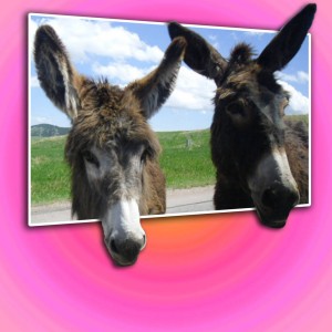 8) MOC Wild Donkeys