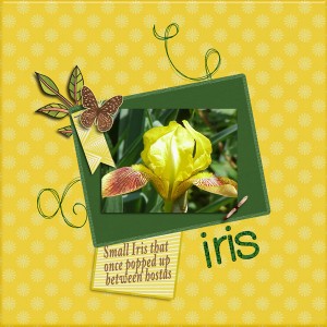 iris 2