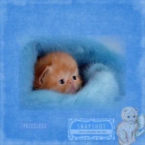 so so cute kitty