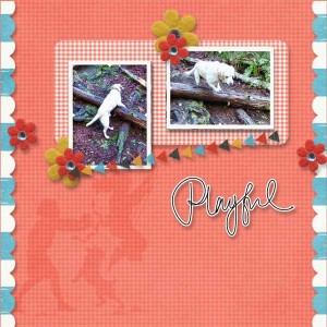 lilypad-moc-jan-20-point-shoot