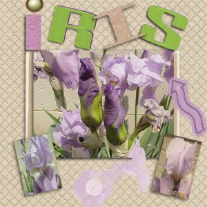 iris 5